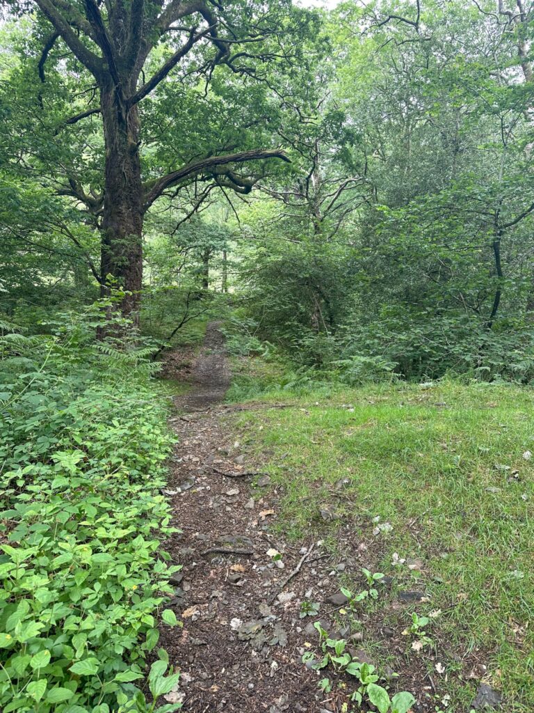 A woodland path