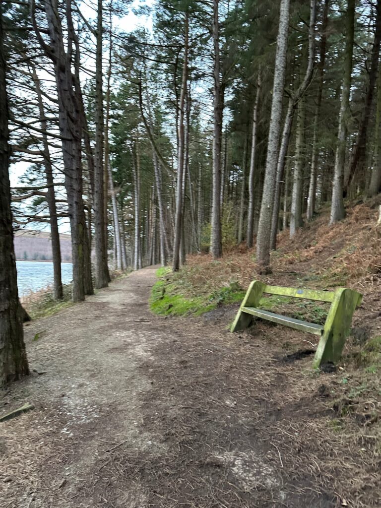 A woodland path with a wooden bench nestled in the trees