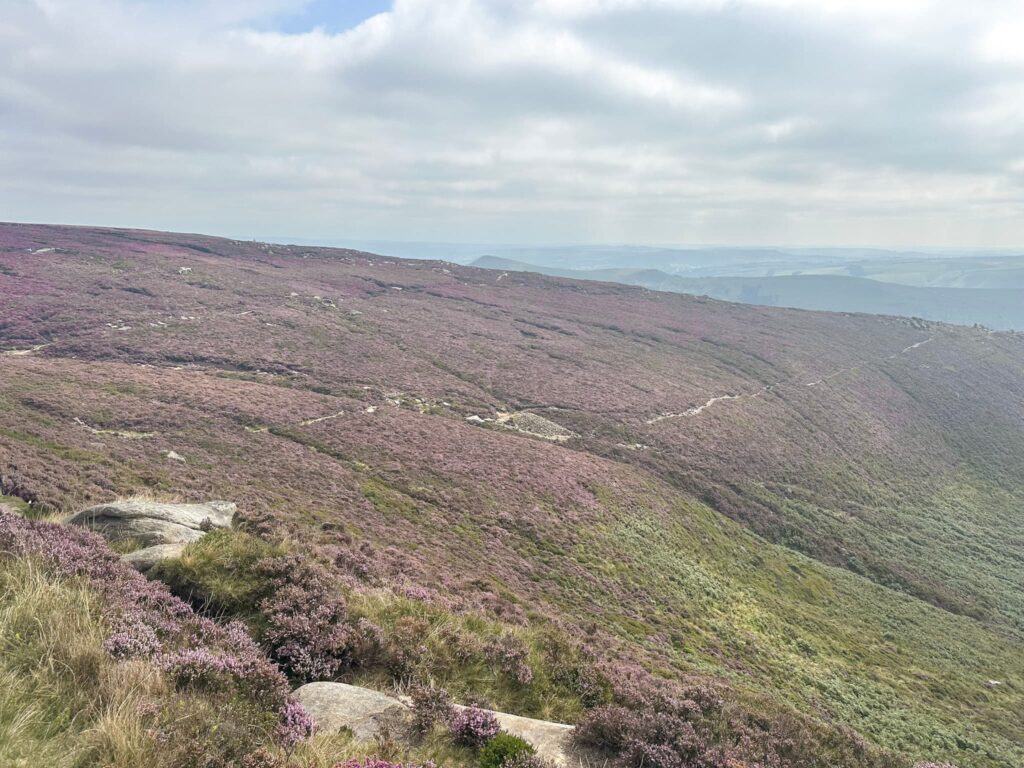 Purple heather on Kinder Scout
