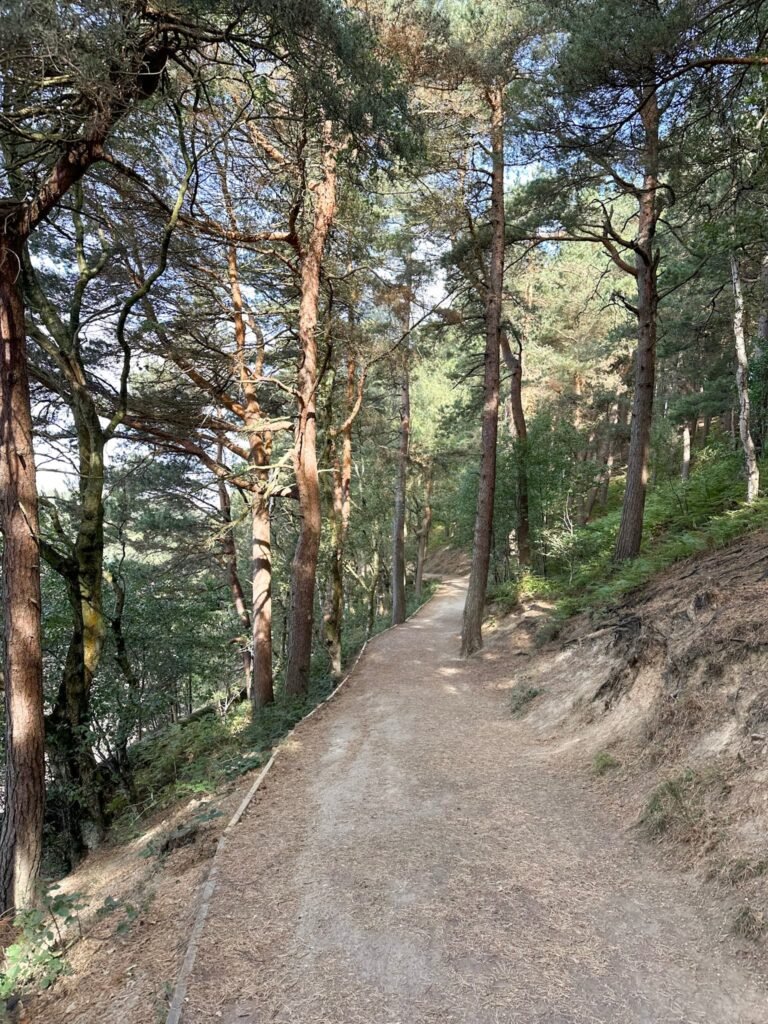 A woodland trail near Langsett Barn