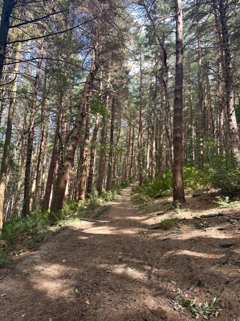 A woodland trail