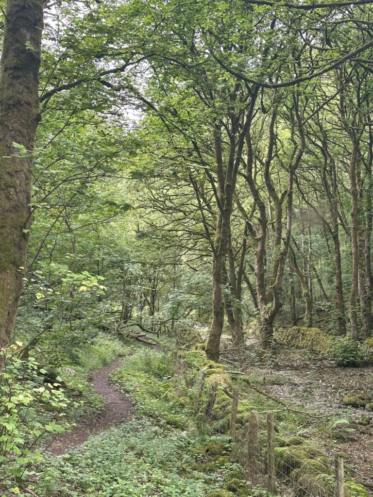 A woodland path