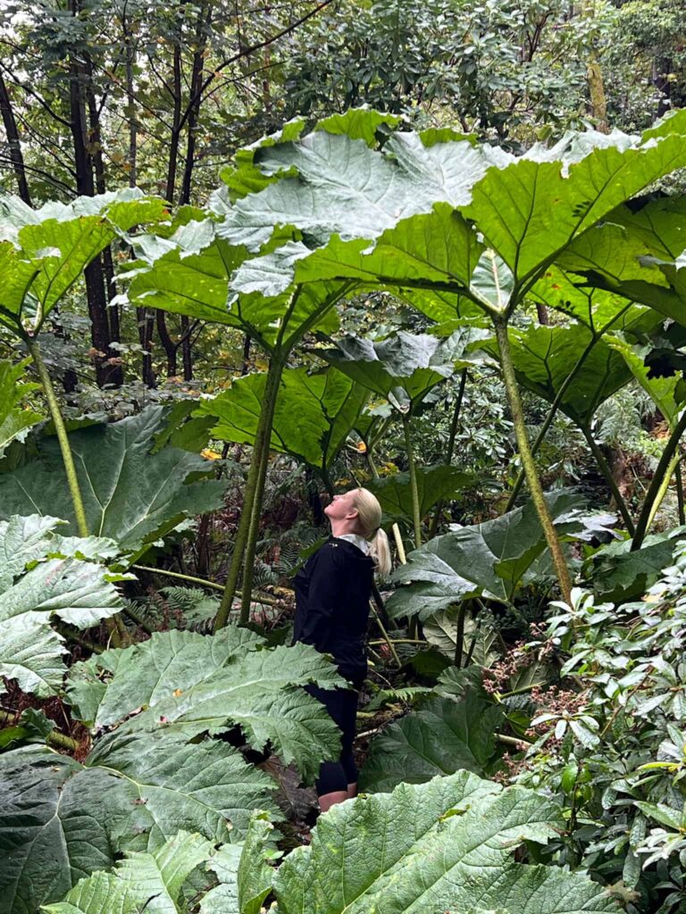 A woman looking up at some huge leaves