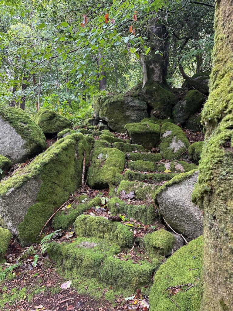 Some abandoned stone steps covered in moss