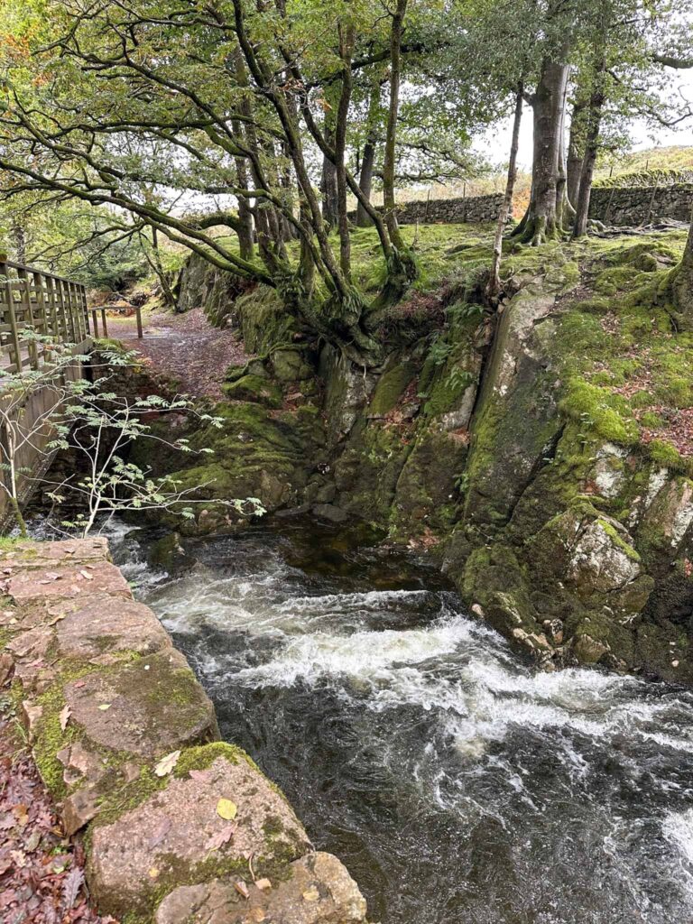 Force Gill