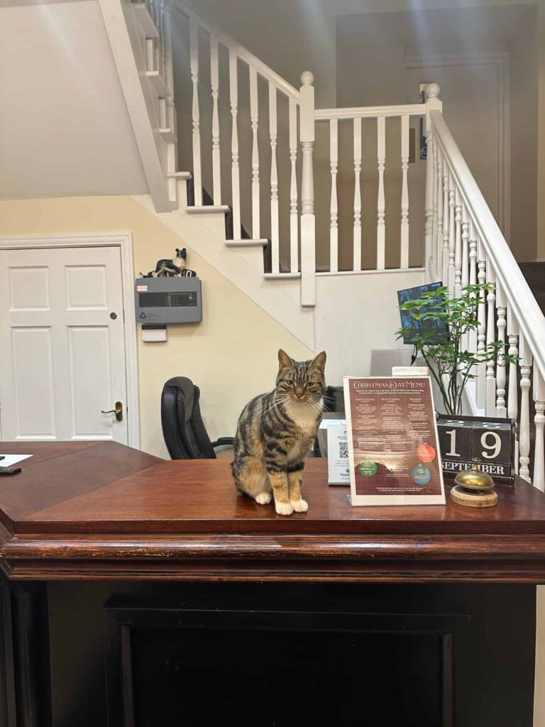 A cat sat on a reception desk