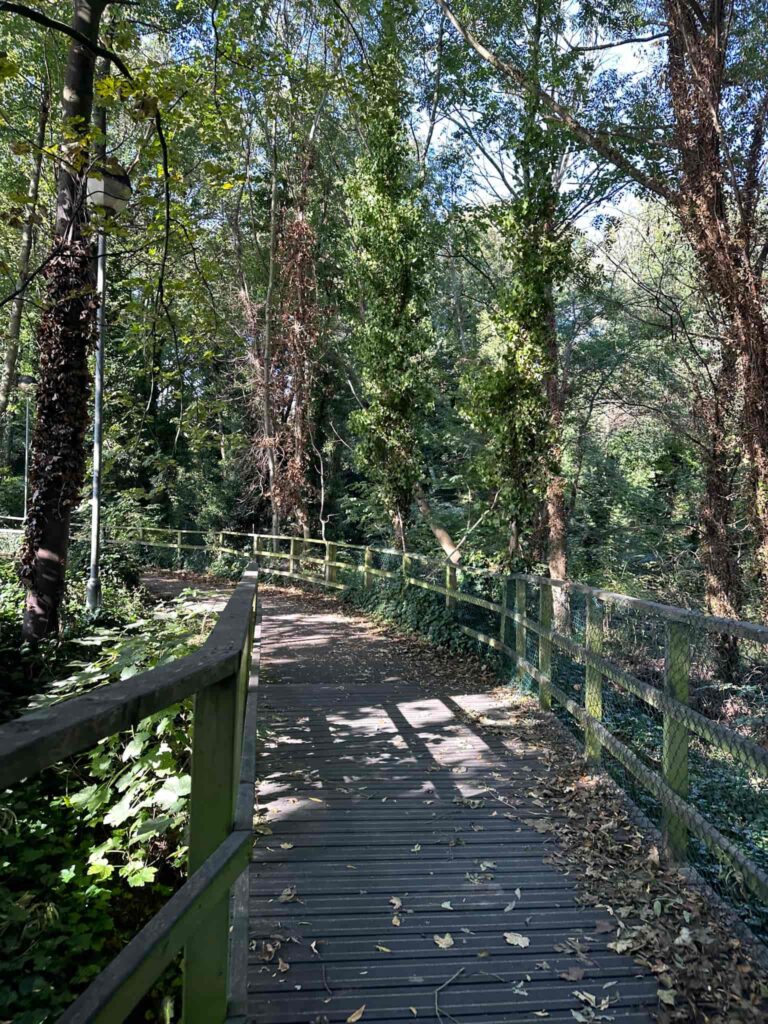 A woodland walk
