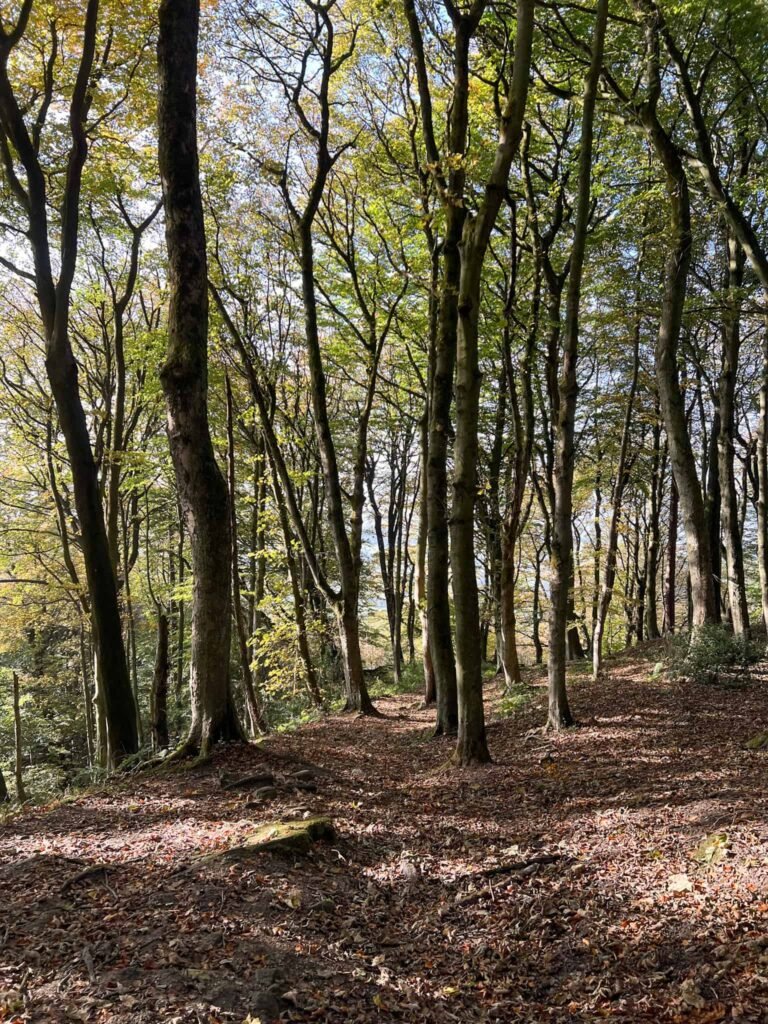 Woodland in Eyam