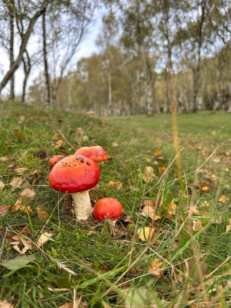Autumn toadstools in Bolehill woods