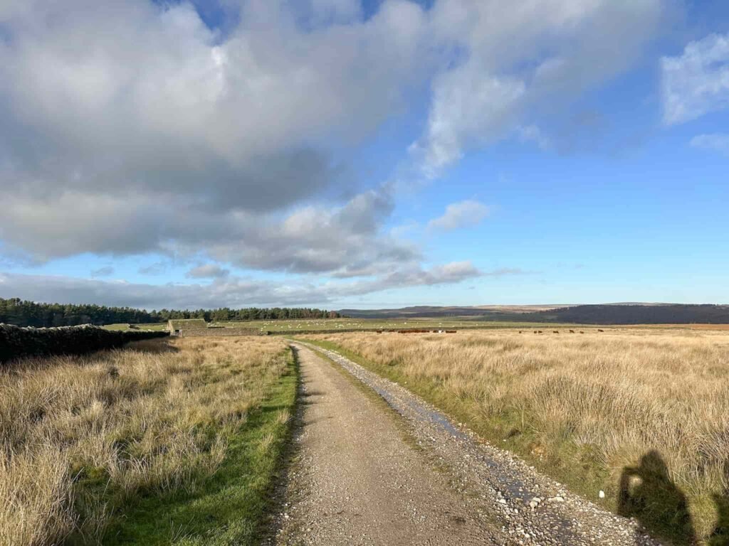 Track along the edge of Gibbet Moor