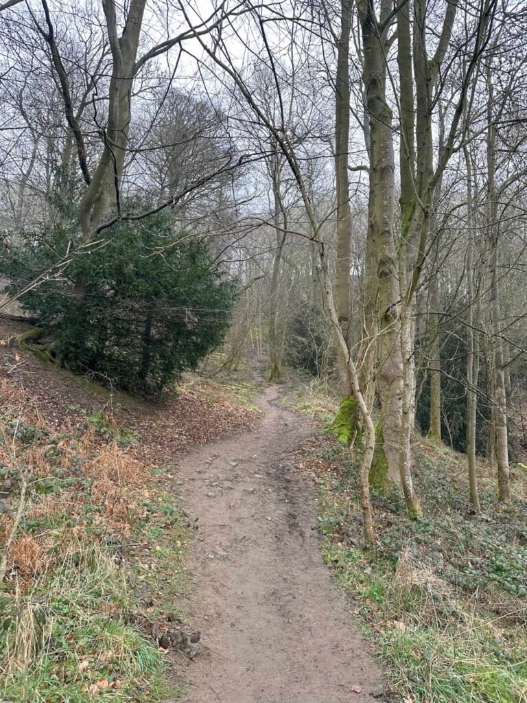 Woodland track