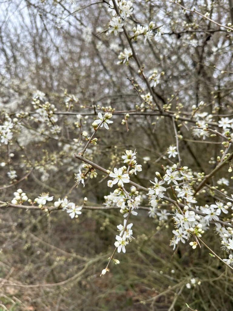 Blackthorn blossom near Chatsworth