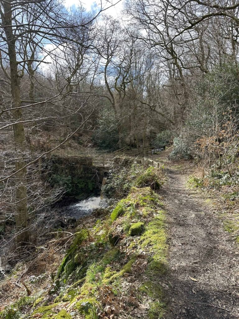 A woodland path through Windy Bank Wood
