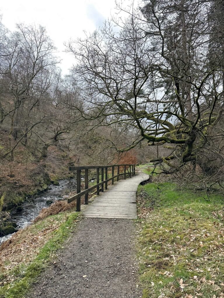 A wooden boardwalk in the woods