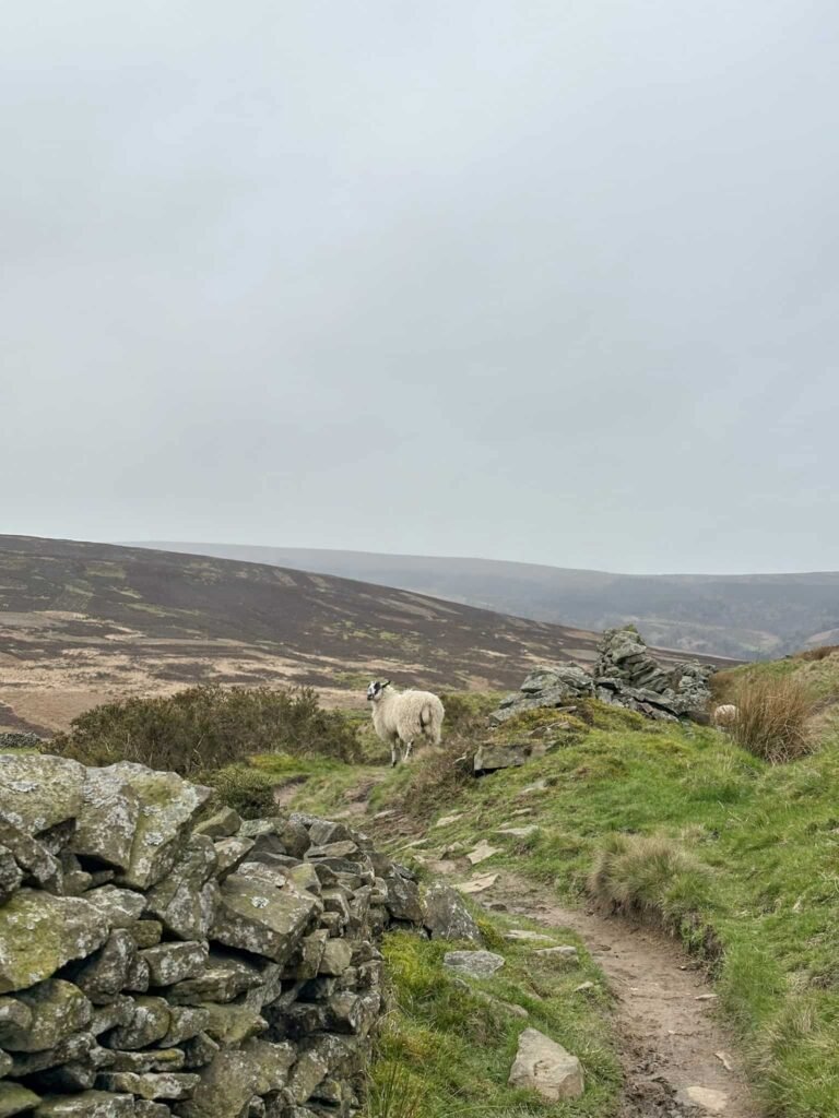 A sheep and a damaged dry stone wall
