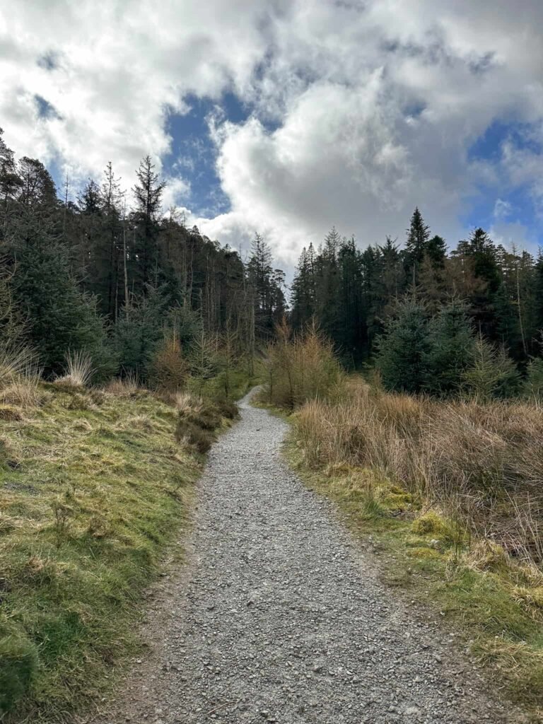 A stony track through the woods