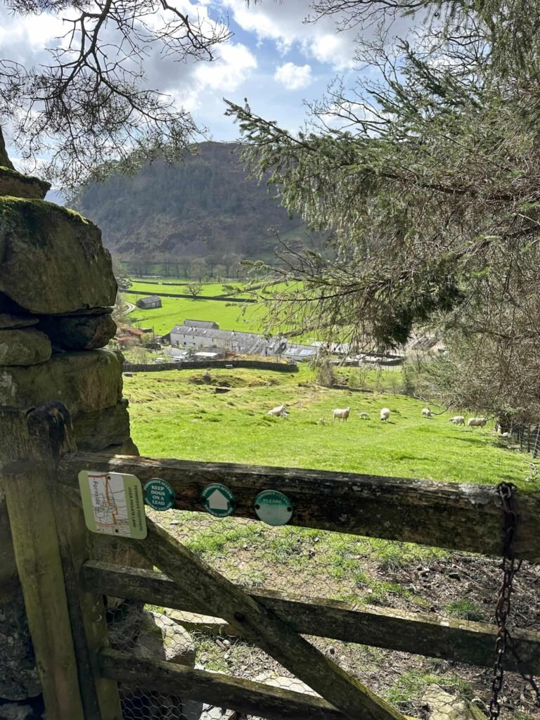 Permissive footpath through Fornside Farm, complete with sheep and lambs
