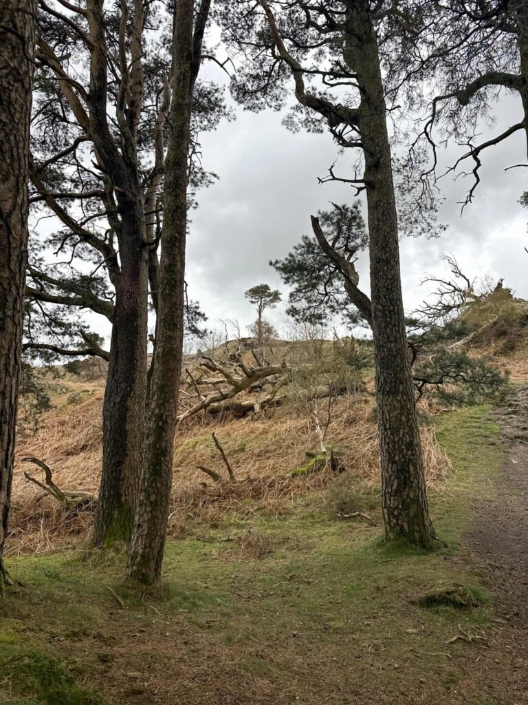 A lone tree marking the summit of Wren Crag