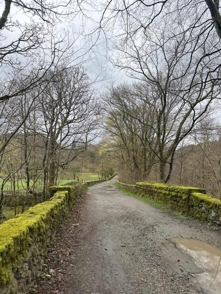 A lane with woodland either side of the track