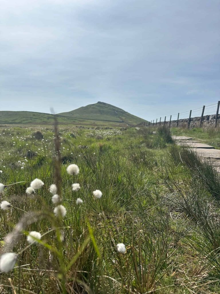 A view of Shutlingsloe, looking like a cone on the horizon. There is cotton grass in the foreground and it's a sunny day.