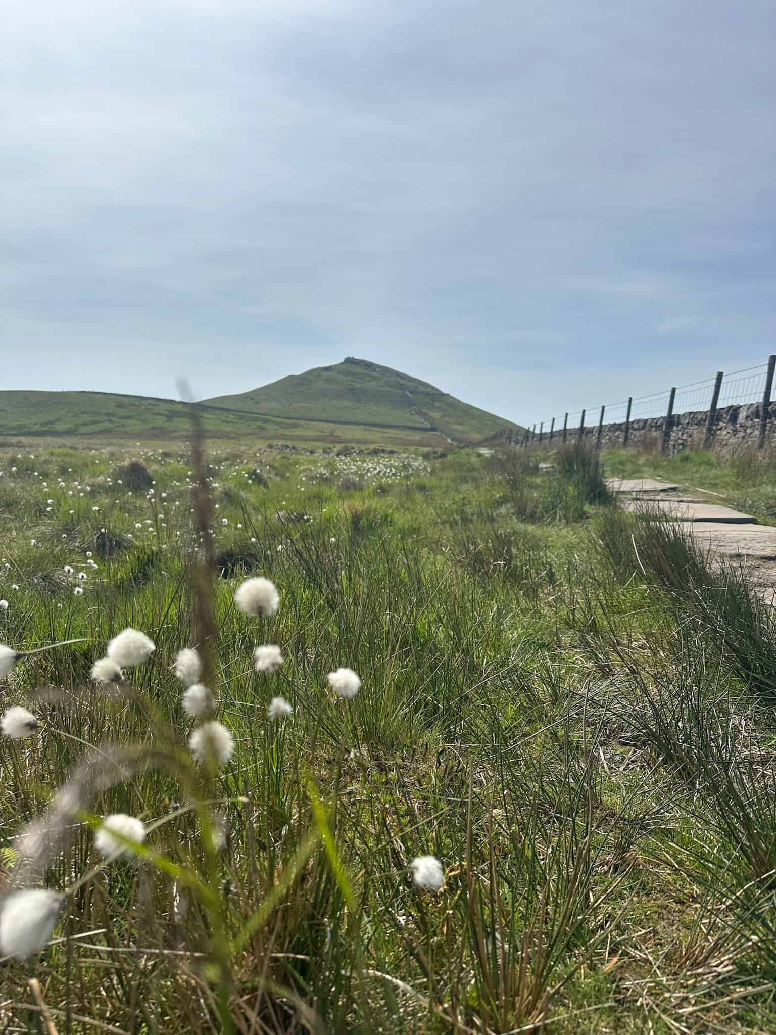 A view of Shutlingsloe, looking like a cone on the horizon. There is cotton grass in the foreground and it's a sunny day.