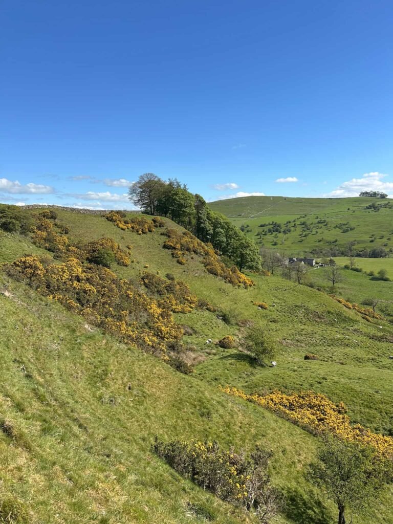 A steep hillside studded with yellow gorse bushes