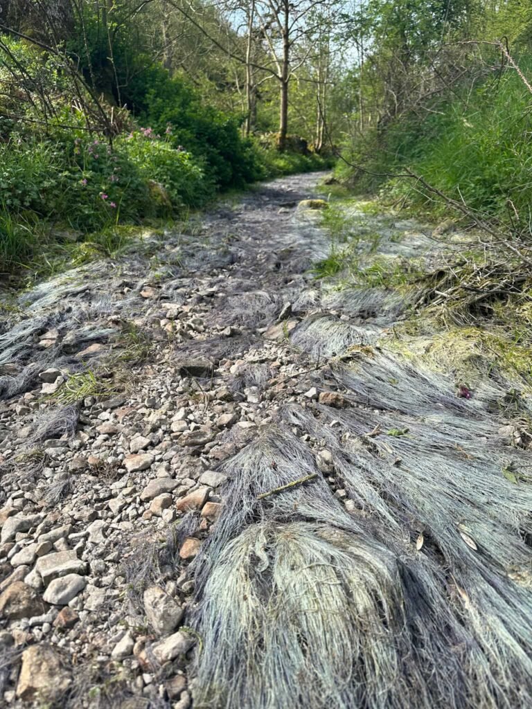 A dried up streambed