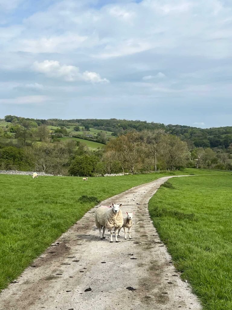 A sheep and her lamb on a farm track, looking straight at the camera