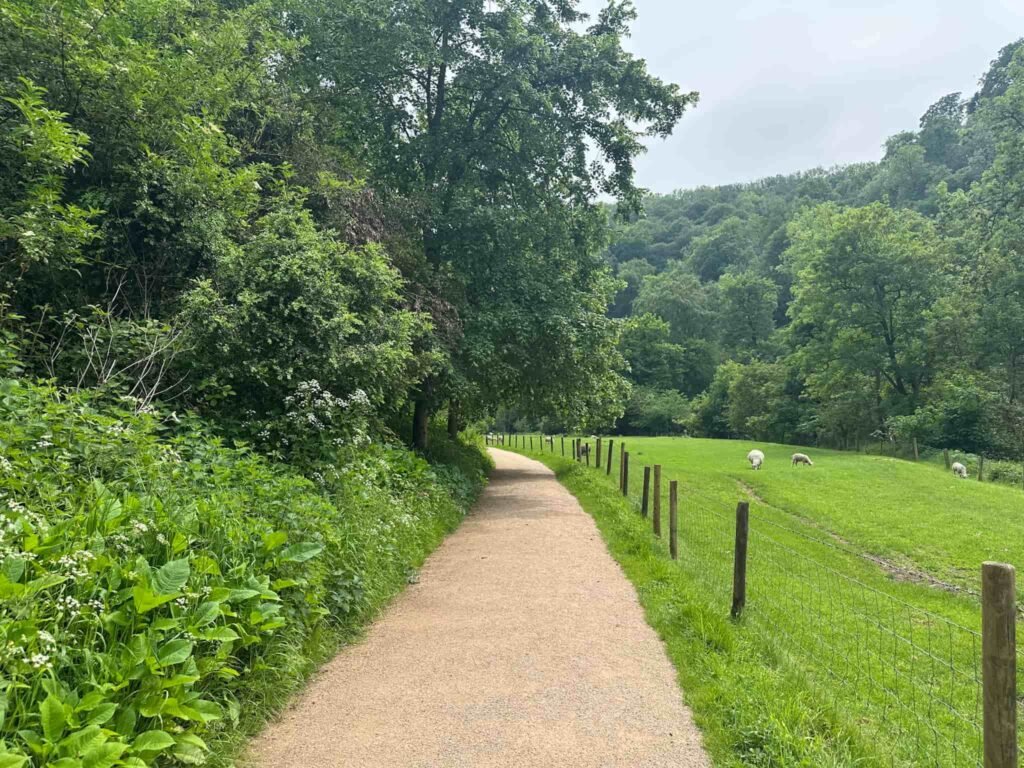 A path leading under some shady trees