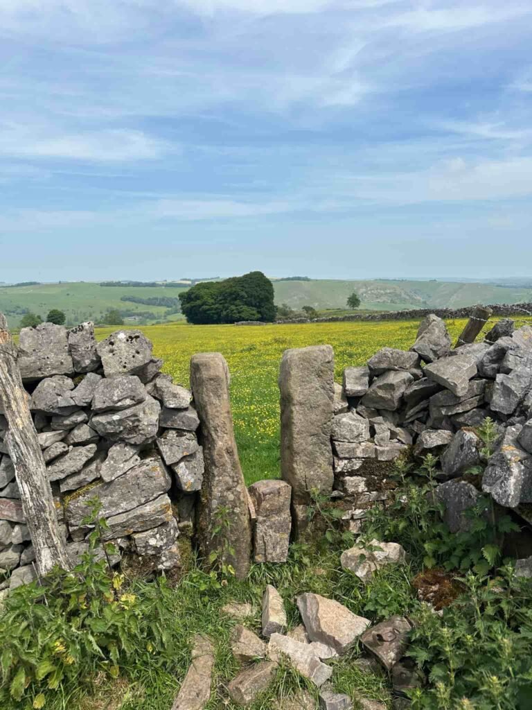 A squeeze stile, looking through to a field of buttercups