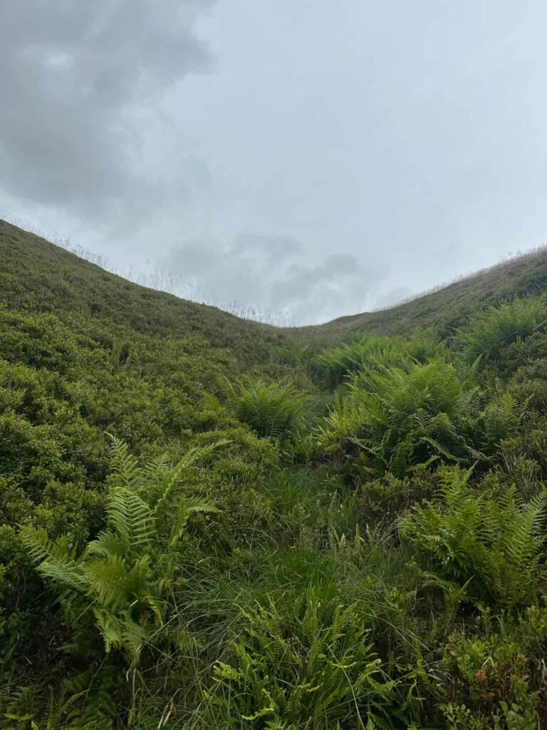 A view of some ferns on Kinder Scout