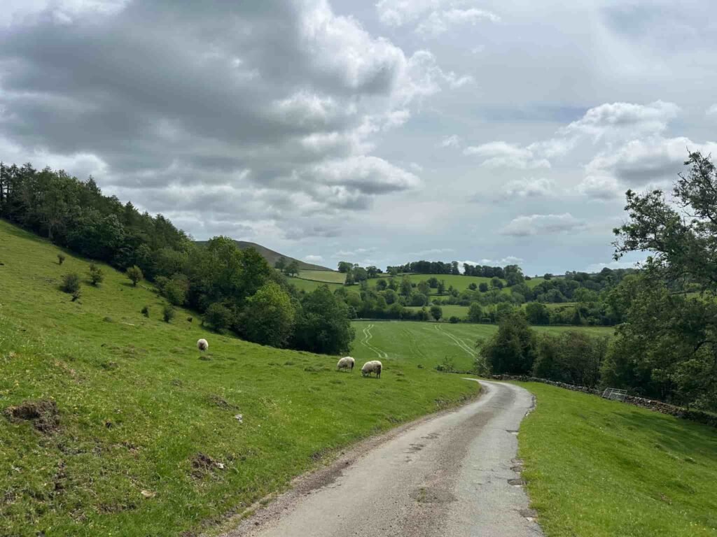 A track leading through a field of sheep