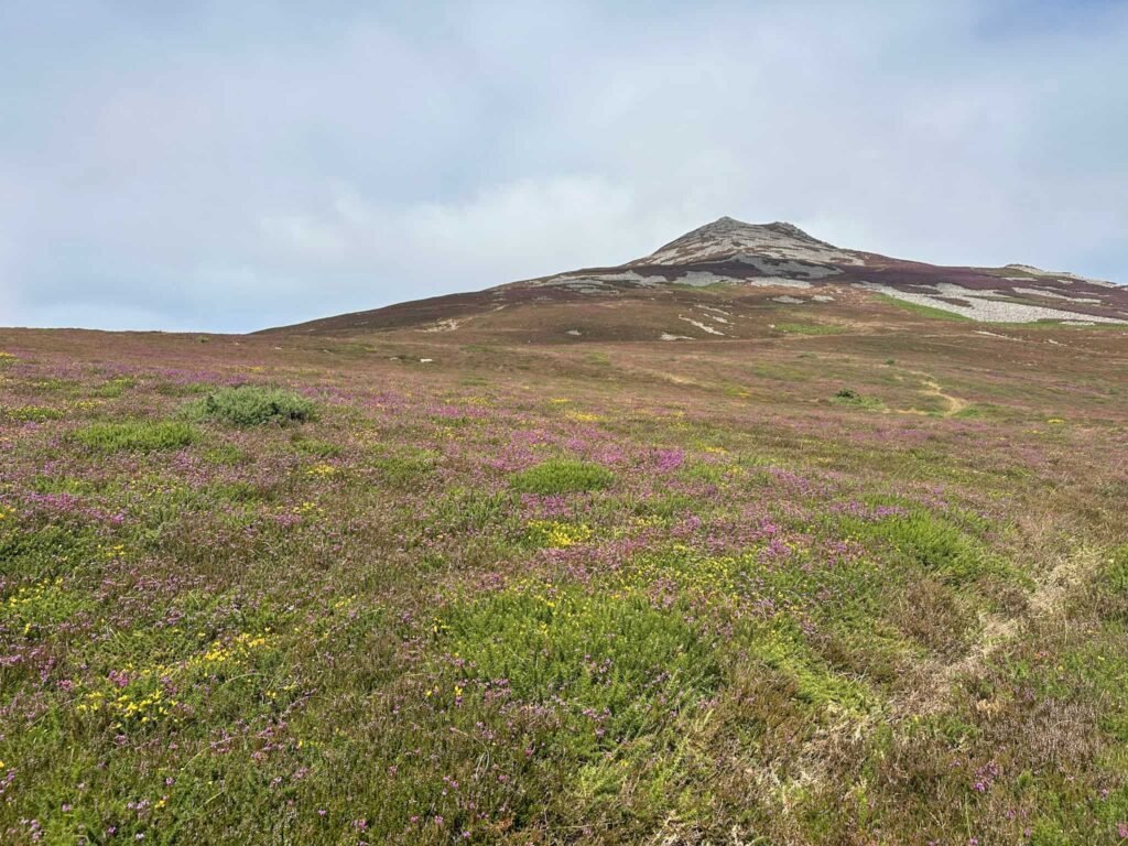 Yr Eifl, a hill surrounded by purple heather