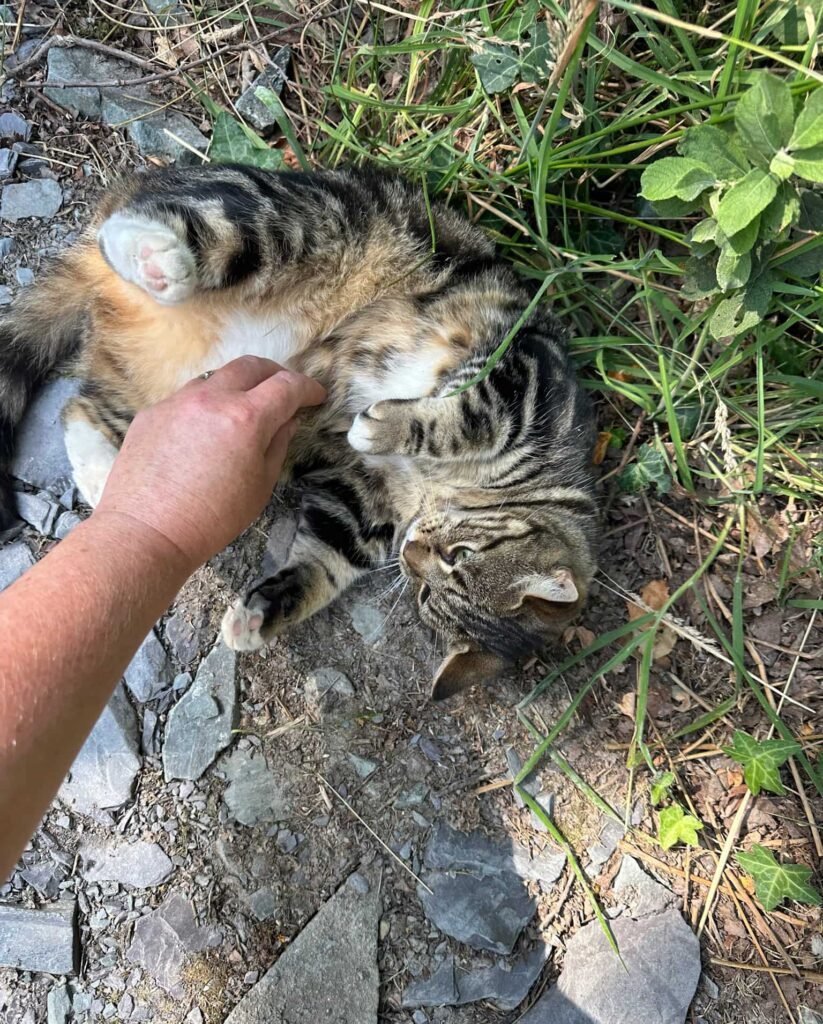 A friendly tabby cat on his back, with a hand reaching in for a stroke of his tummy