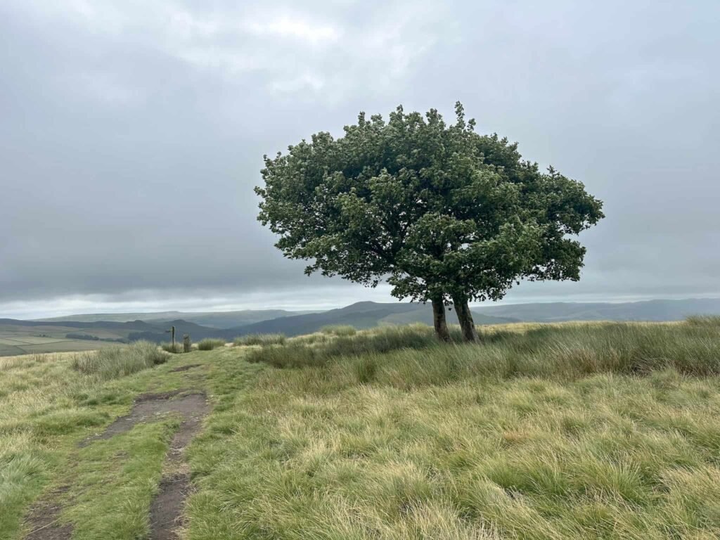 Two wind bent trees on the moors at Crookstone Hill