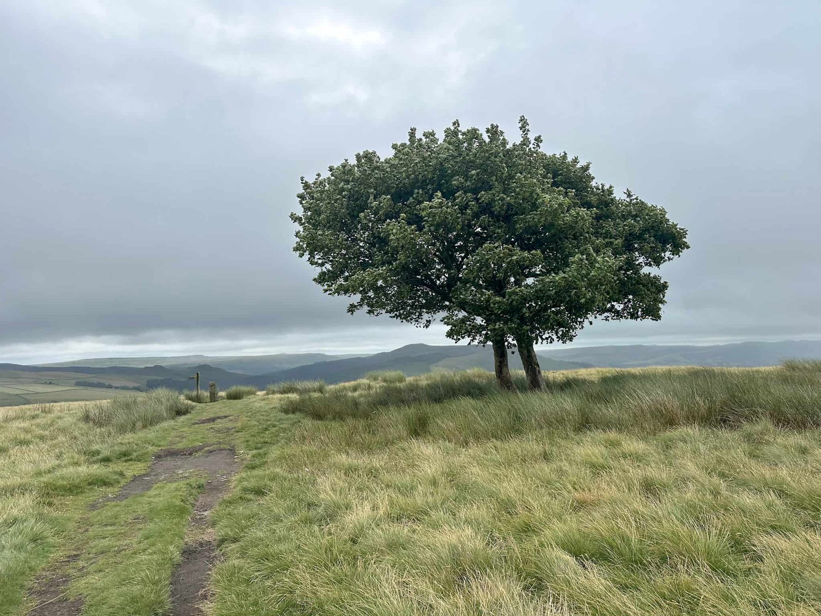 Two wind bent trees on the moors at Crookstone Hill