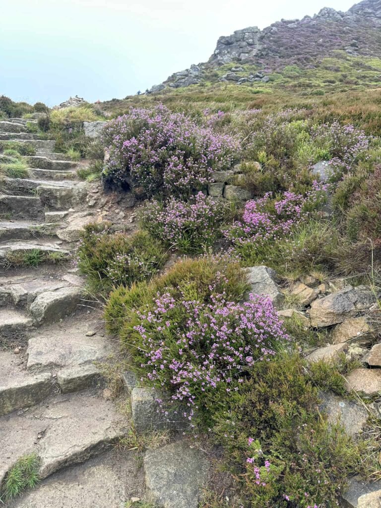 Stone steps and purple heather at Ringing Roger, Kinder Scout