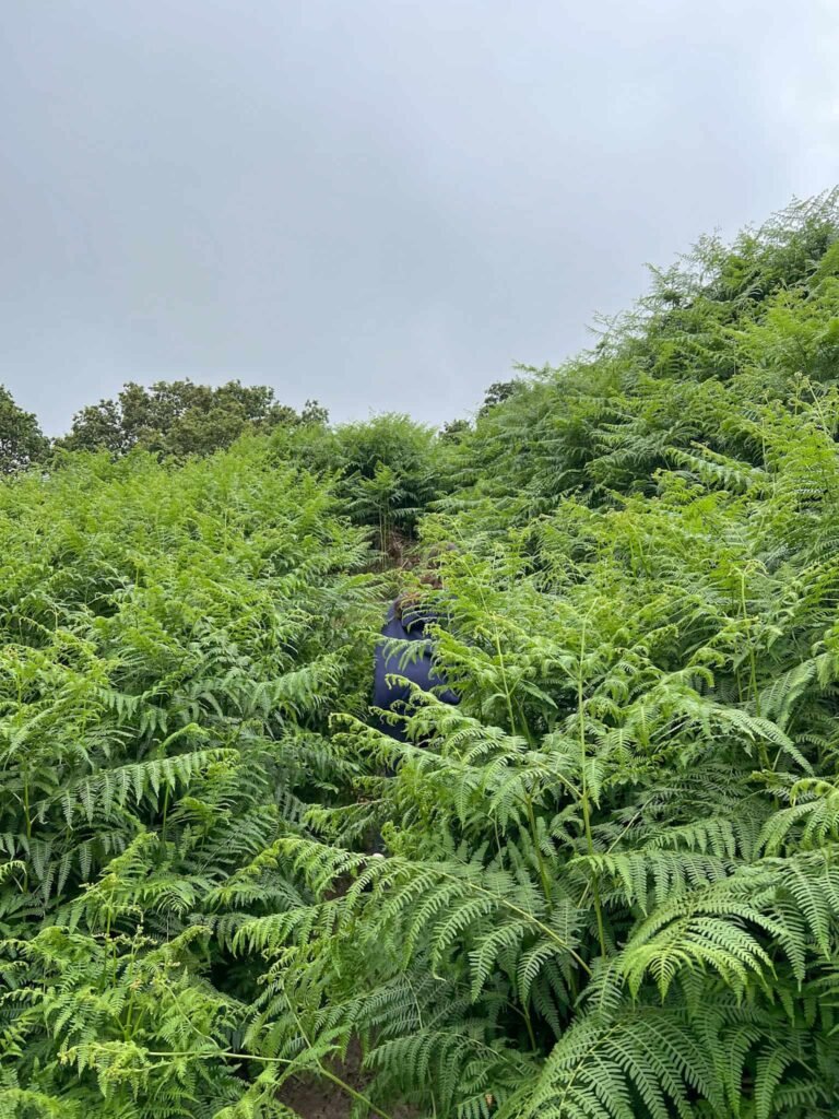 A person walking through really high bracken. You can't really see them as they're hidden!