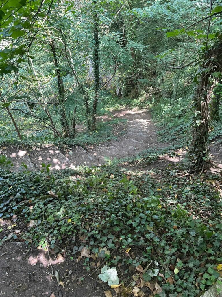 Steps leading down the hillside through a woodland