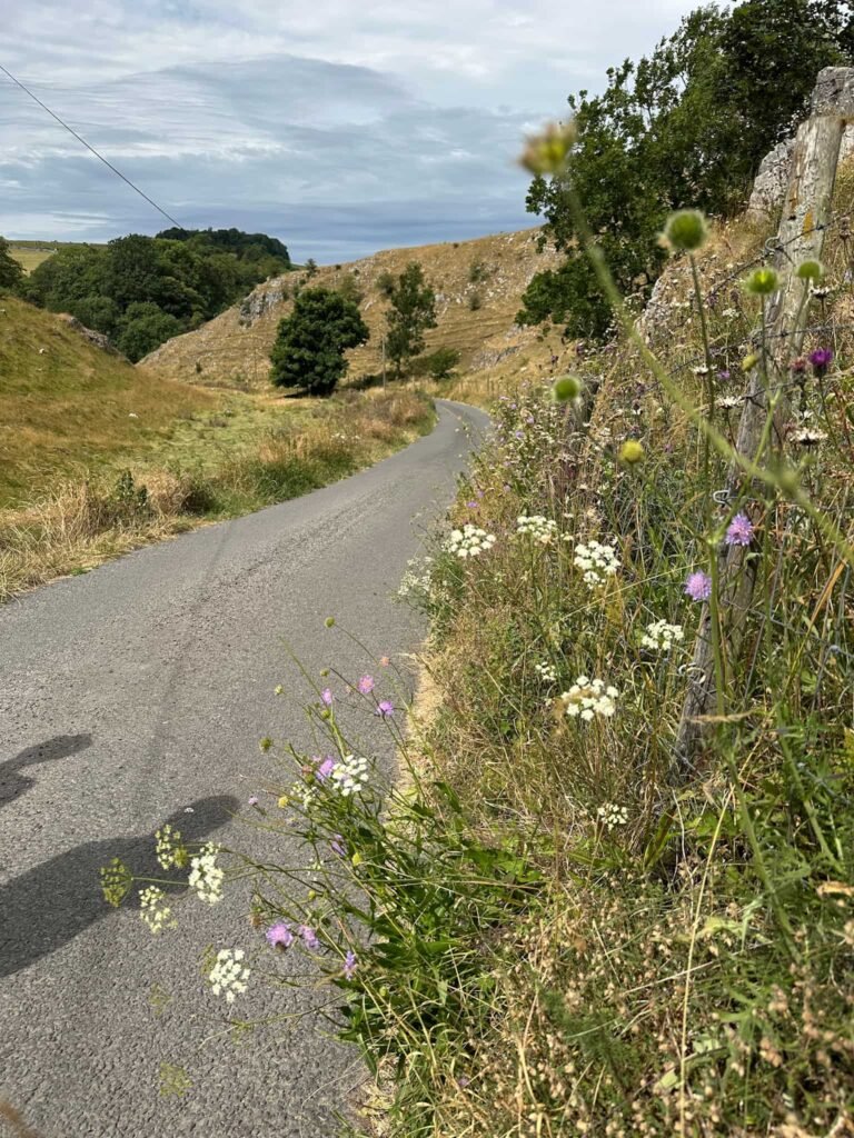 A lane with wildflowers