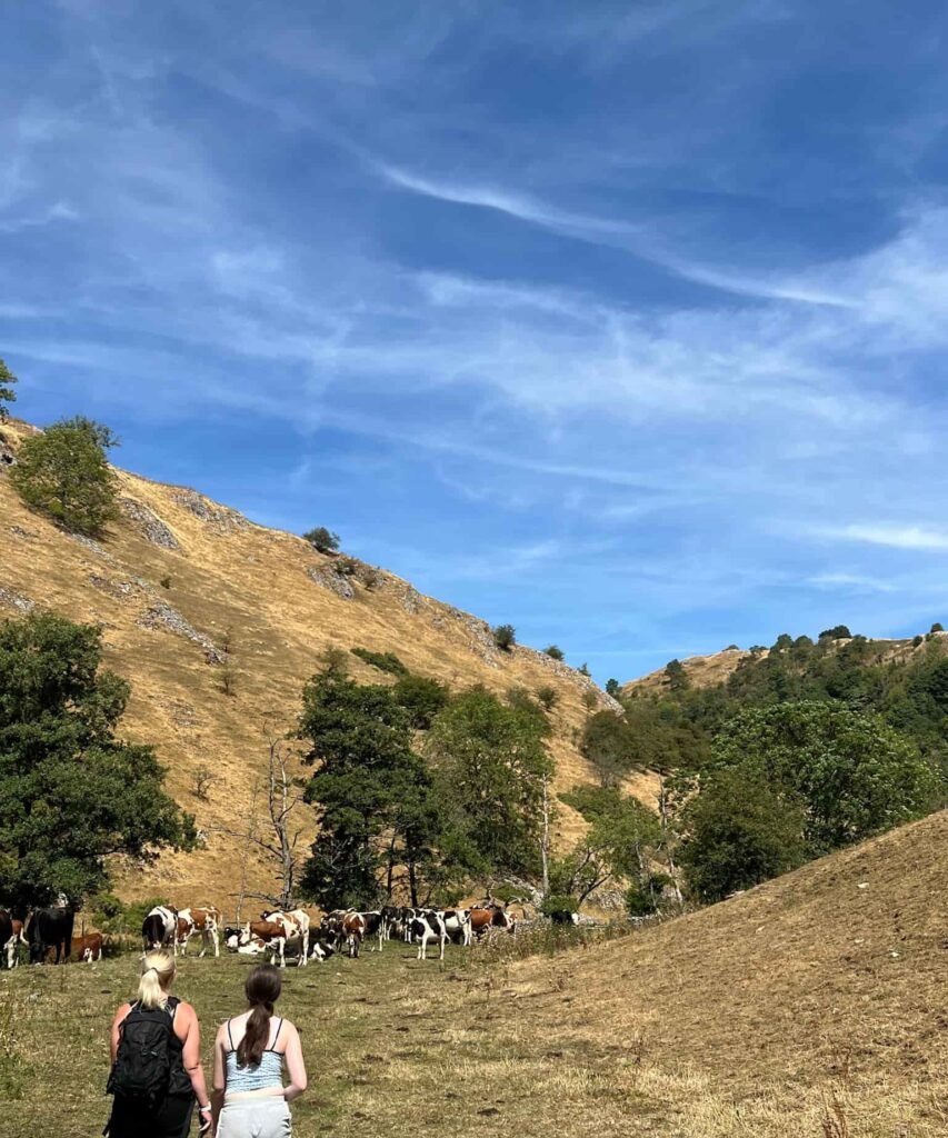 A woman and her daughter walking towards a herd of cows in Wolfscote Dale