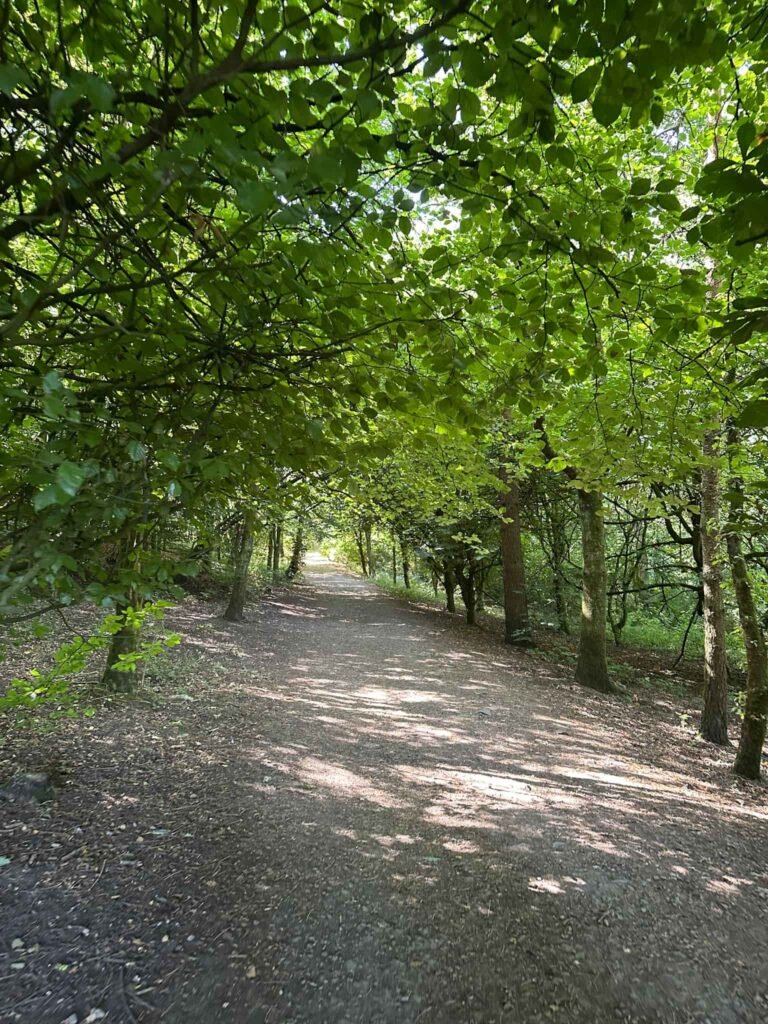 A gravel track running through Morson Wood