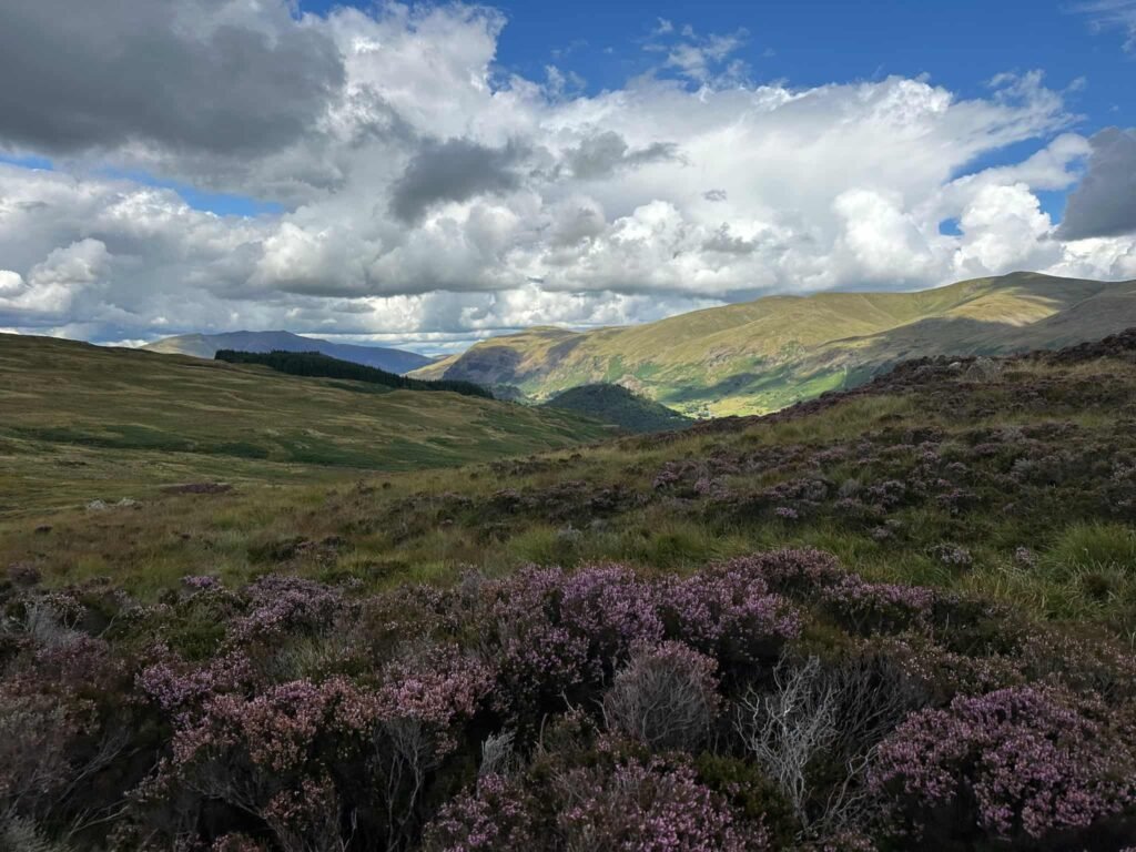 Mountain view of heather and fells, coming down from Armboth Fell