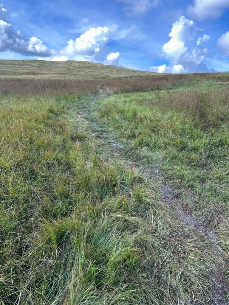 A boggy fell path