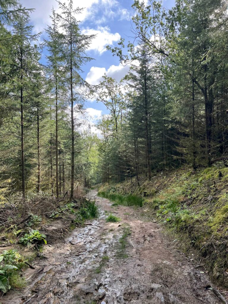 A path through woodland