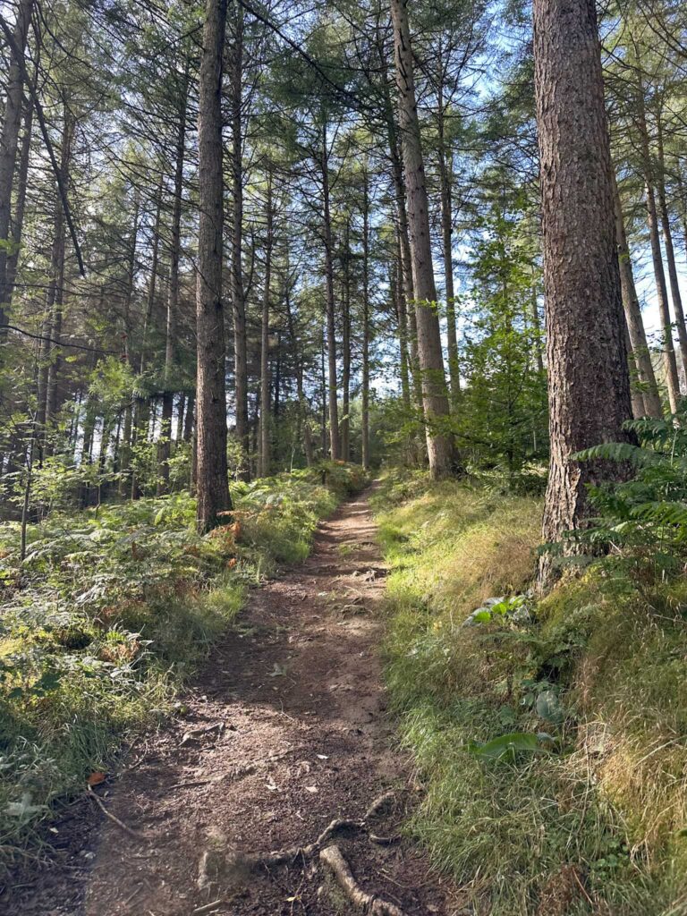 A path through woodland