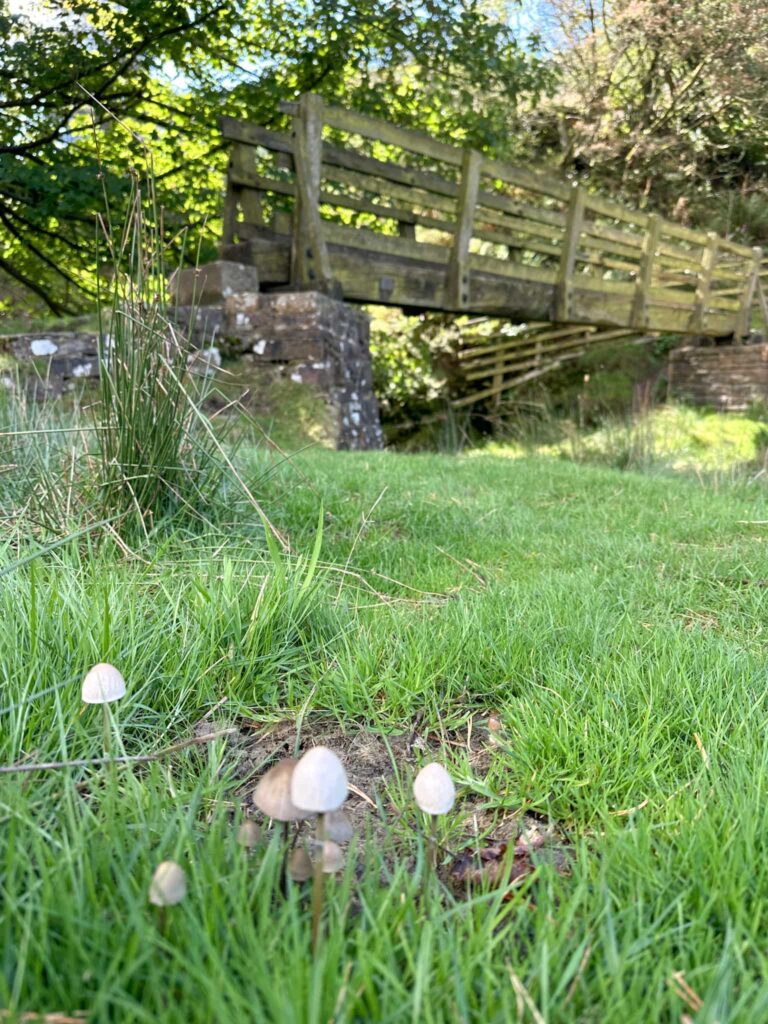 A wooden bridge in the background with small toadstools in the foreground