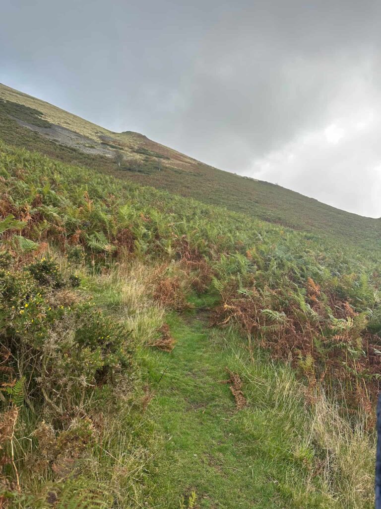 A moorland path