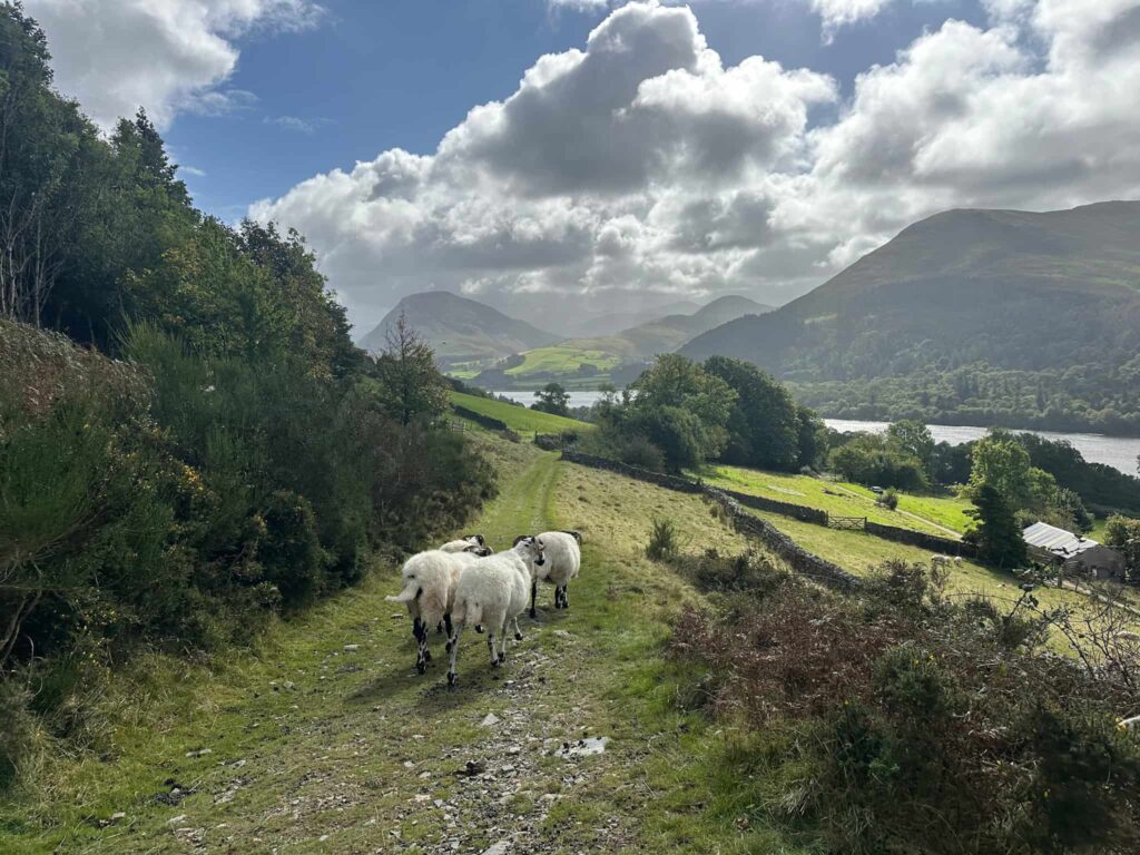 Three sheep walking downhill