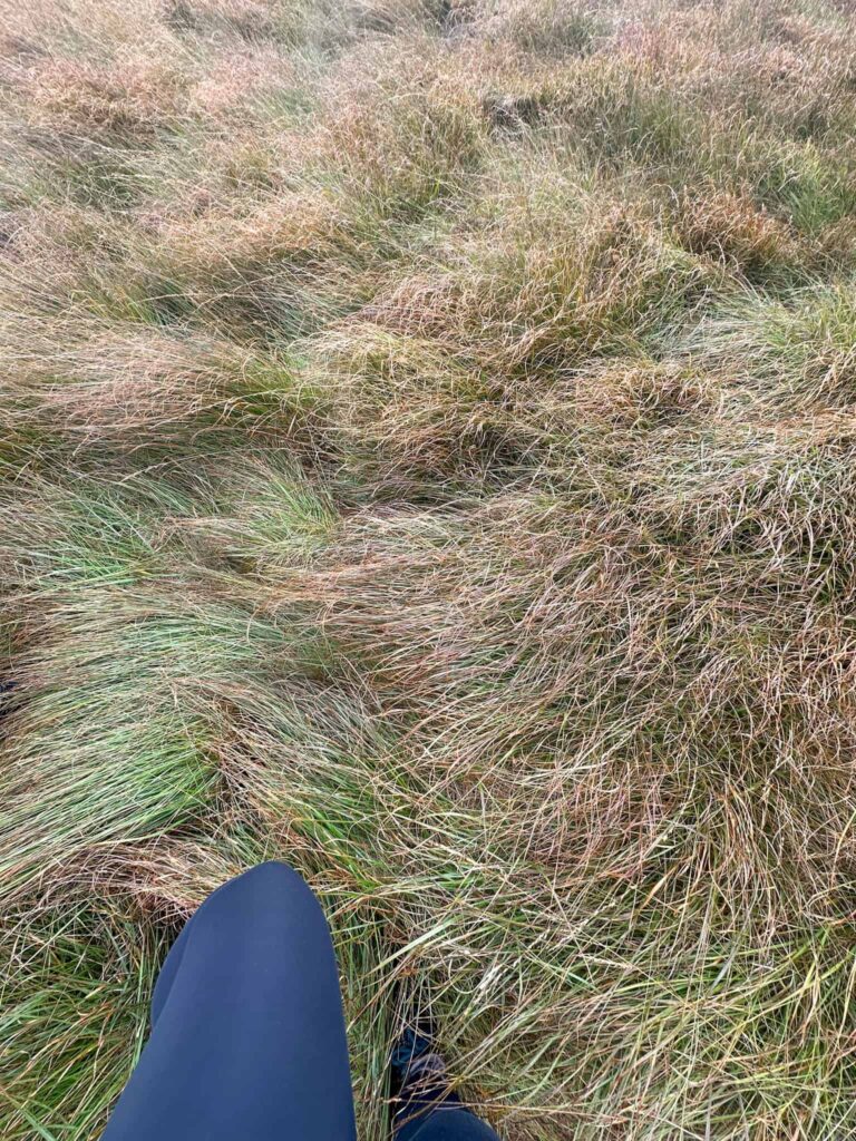 A rough, tussocky moorland